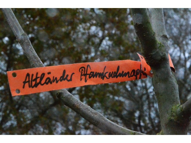 Baumpflanzaktion41